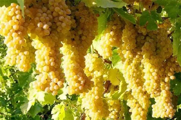 معرفی انگور سفید قزوین + بهترین قیمت خرید