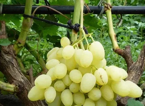 قیمت انگور عسگری بی دانه + مشخصات بسته بندی عمده و ارزان