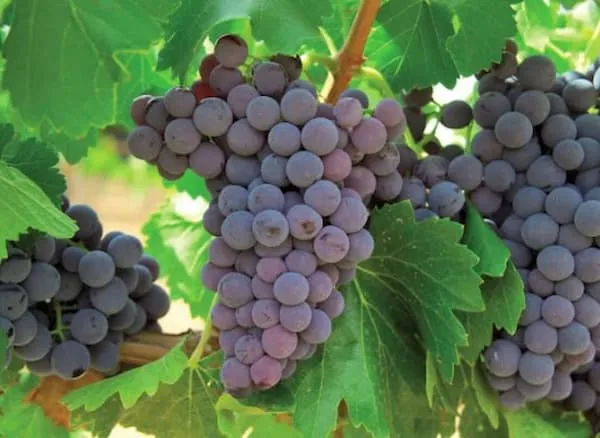 راهنمای خرید انگور عسگری سیاه + قیمت عالی