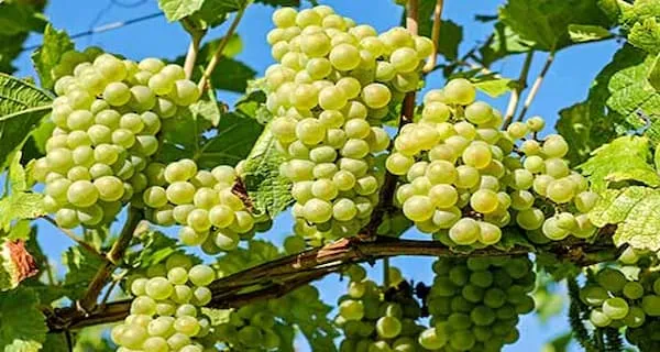 خرید انگور صادراتی ایران با قیمت استثنایی