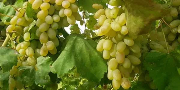 قیمت انگور عسگری بی دانه + مشخصات بسته بندی عمده و ارزان