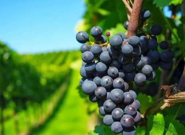 راهنمای خرید انگور عسگری سیاه + قیمت عالی